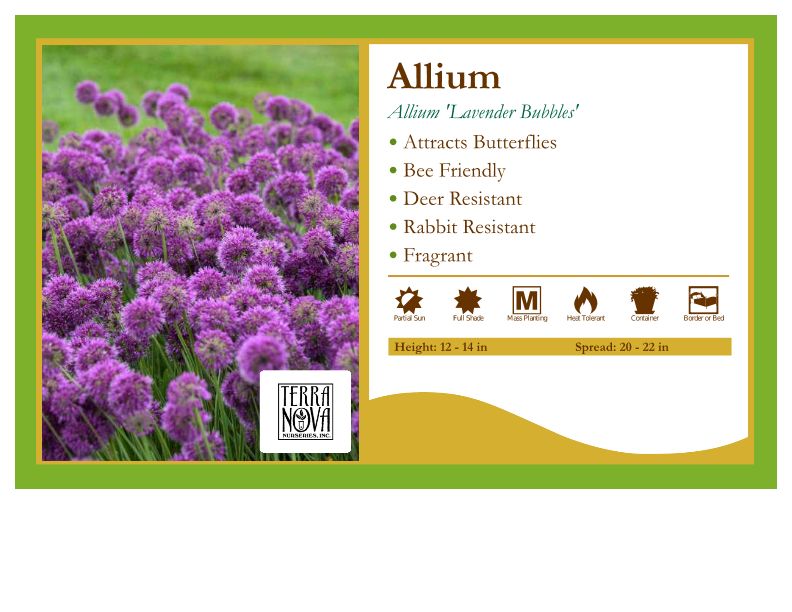 lavender bubbles plant Lavender Bubbles Allium