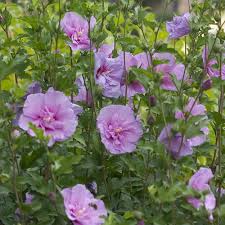 Rose of Sharon - Lavender Chiffon