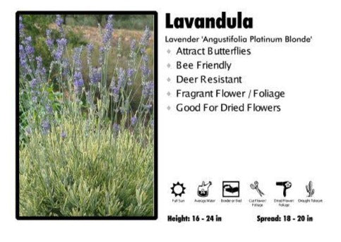 Lavandula ‘Angustifolia Platinum Blonde’ Lavender