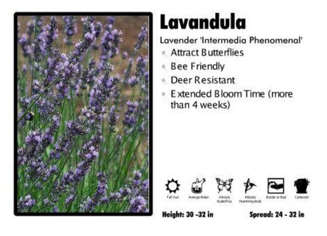 Lavandula ‘Phenomenal’ Lavender