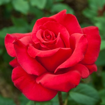 Rose - Let Freedom Ring Hybrid Tea Red