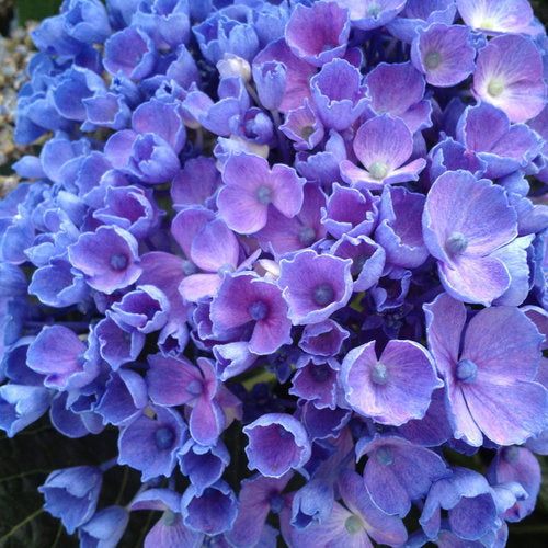 Hydrangea - Let's Dance Rhythmic Blue
