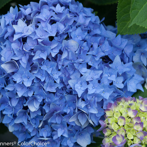 Hydrangea - Let's Dance Rhythmic Blue