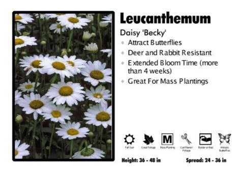 Leucanthemum ‘Becky’ Shasta Daisy