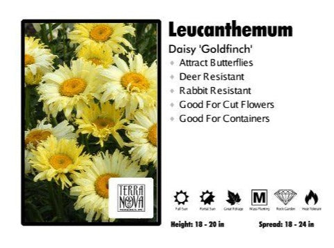 Leucanthemum ‘Goldfinch’ Daisy