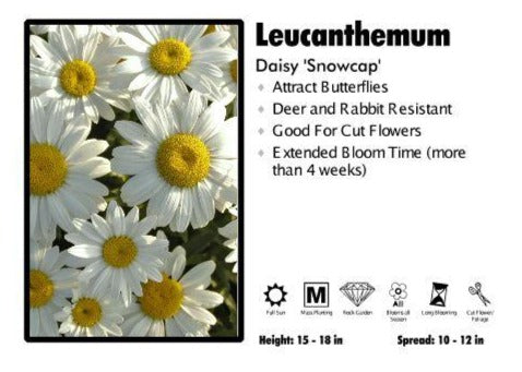 Leucanthemum 'Snowcap’ Daisy