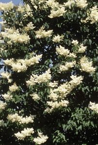 Japanese Lilac - Summer Storm