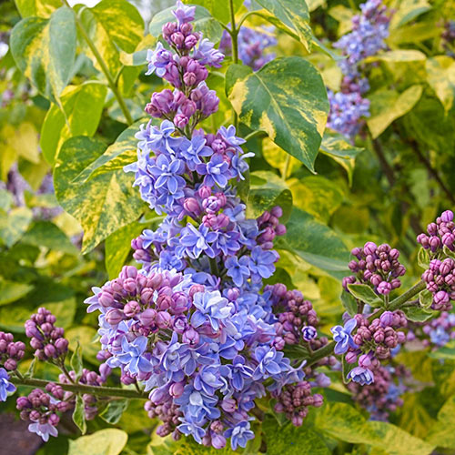 Lilac Variegated Leaf Blue Flower