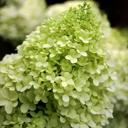 Hydrangea - Limelight