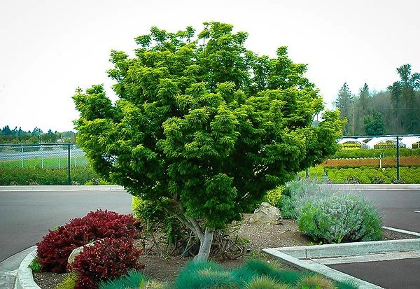 Japanese Maple - Lionshead Dwarf