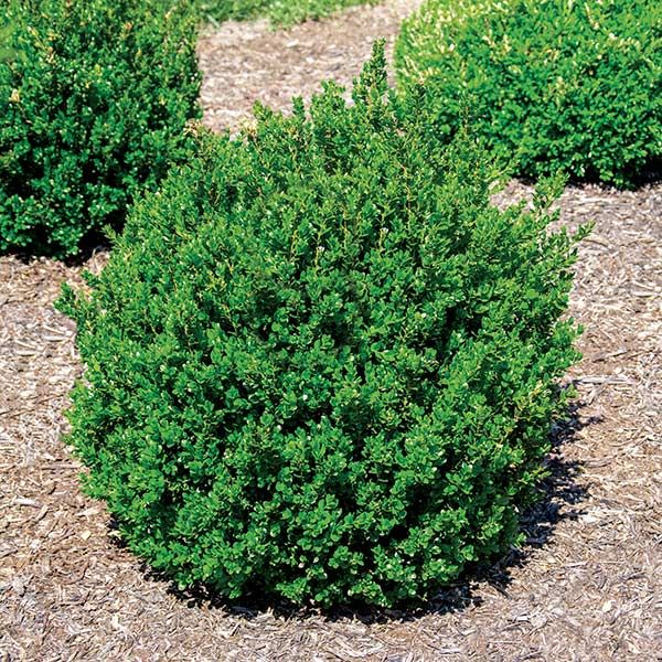 Boxwood - Little Missy