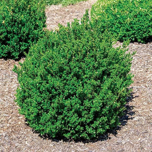 Boxwood - Little Missy