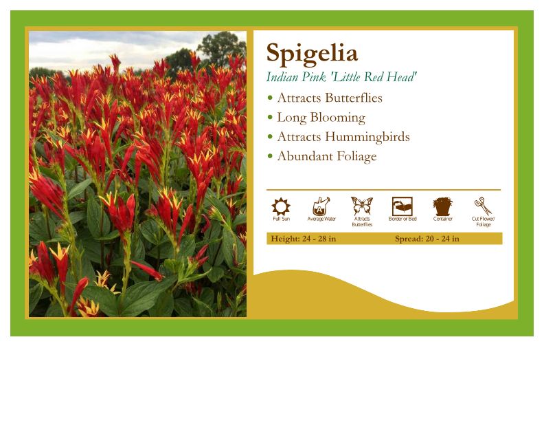 Spigelia 'Little Redhead' Indian Pink