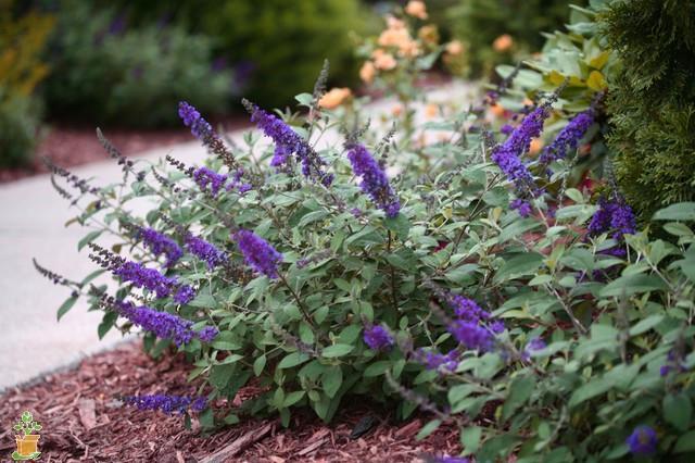 Butterfly Bush - Lo and Behold Blue Chip Jr