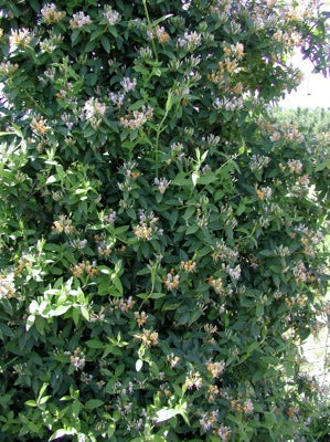 Honeysuckle - Candy Swirl