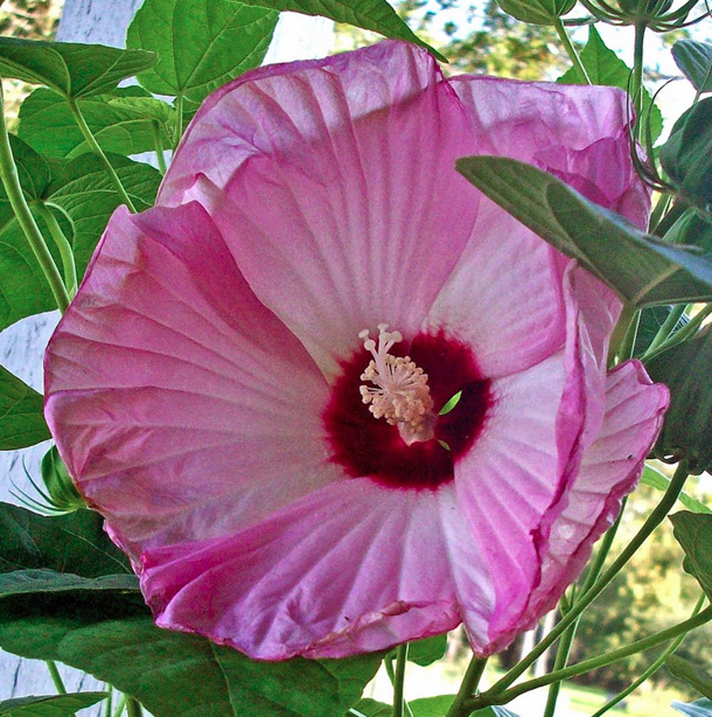 Hibiscus 'Luna Pink Swirl' Rose Mallow – Pandy's Garden Center