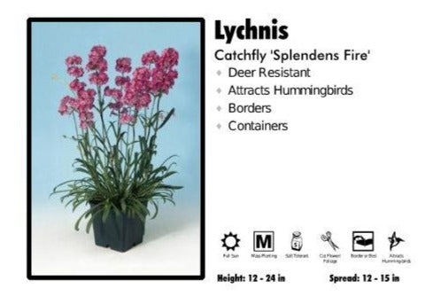 Lychnis ‘Splendens Fire’ Catchfly