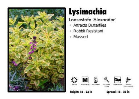 Lysimachia 'Alexander’ Loosestrife