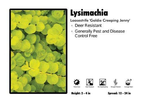 Lysimachia 'Goldie Creeping Jenny' Loosestrife