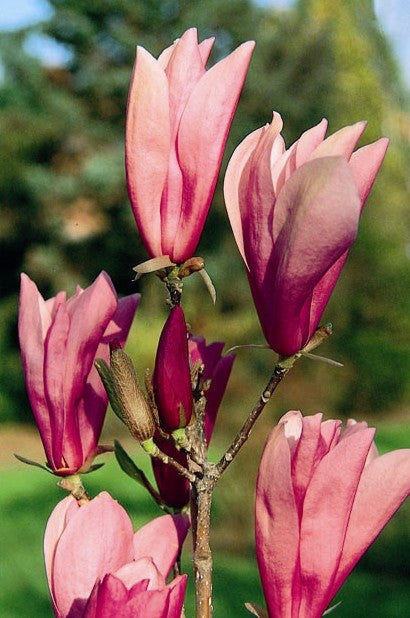 Magnolia - Ann Red Purple