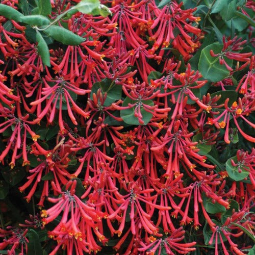Honeysuckle - Major Wheeler Red