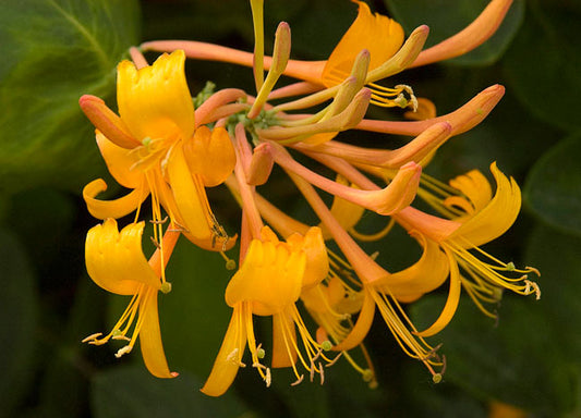 Honeysuckle - Mandarin