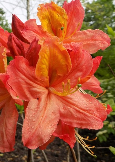 Azalea - Mary Poppins