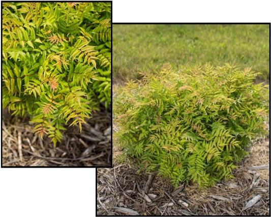 False Spirea 'Matcha Ball'