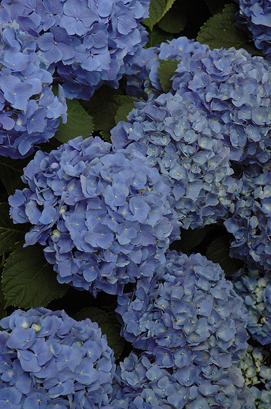 Hydrangea - Mathilda Gutges