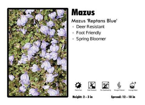 Mazus ‘Reptans Blue’ Mazus