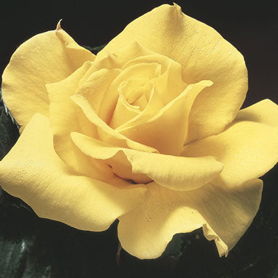 Rose - Midas Touch Yellow Hybrid Tea