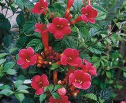 Trumpet Vine - Minnesota Red