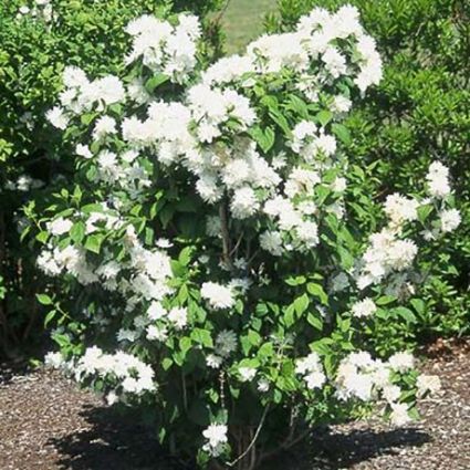 Mock Orange - Minnesota Snowflake