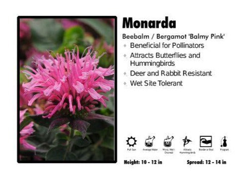 Monarda ‘Balmy Pink’ Beebalm