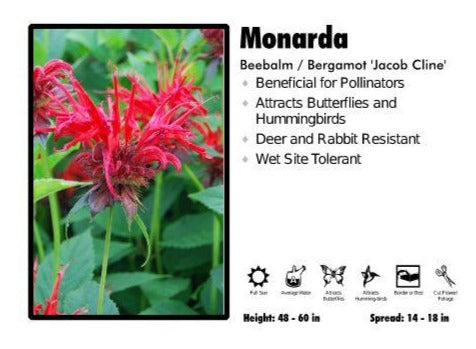 Monarda ‘Jacob Cline’ Beebalm