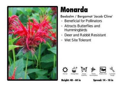 Monarda ‘Jacob Cline’ Beebalm