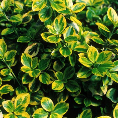 Euonymus - Moonshadow
