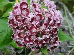 Mountain Laurel - Bullseye