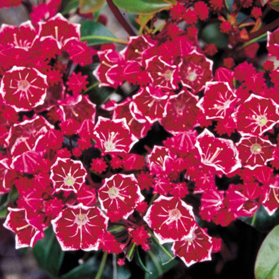 Mountain Laurel - Forever Red