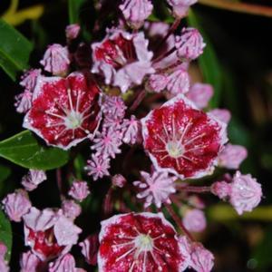 Mountain Laurel - Pinwheel