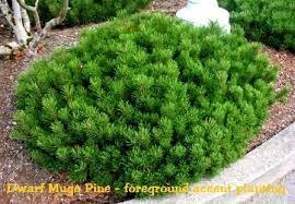 Mugho Pine - Dwarf