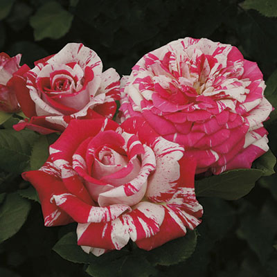 Rose - Neil Diamond Hybrid Tea