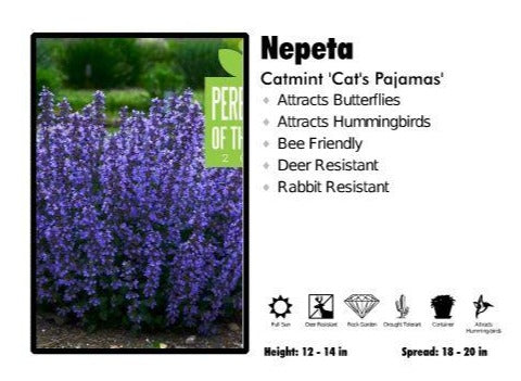 Nepeta ‘Cats Pajamas’ Catmint