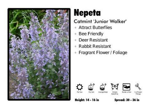 Nepeta 'Junior Walker' Catmint