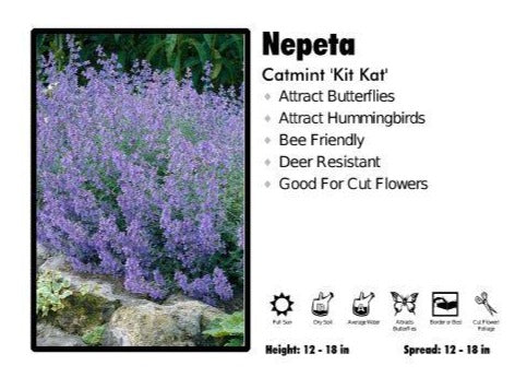 Nepeta ‘Kit Kat’ Catmint