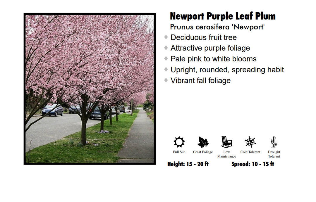 Plum - Newport Pink Flowering