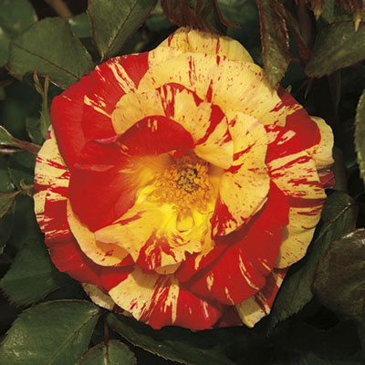 Rose - Shrub Orange N Lemons