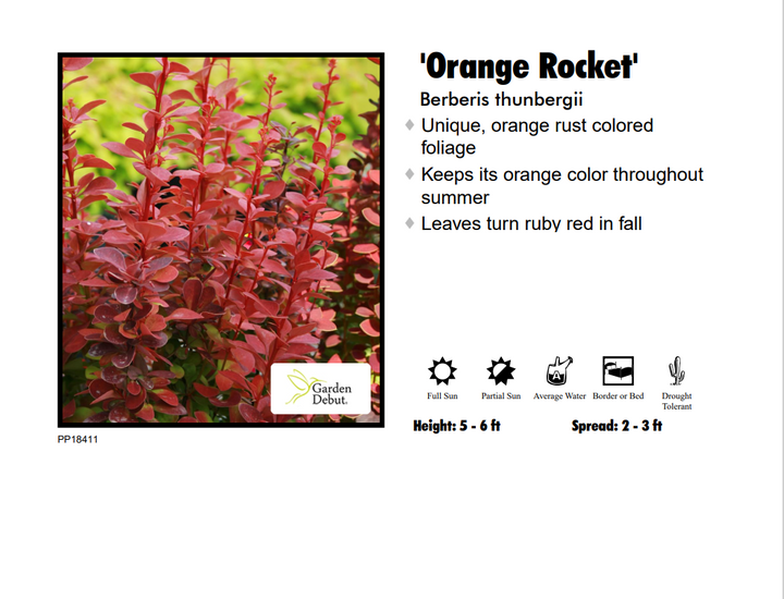 Barberry - Orange Rocket