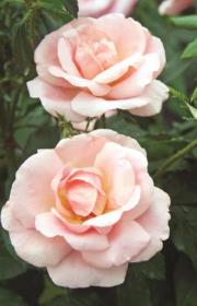 Rose - Peachy Knockout