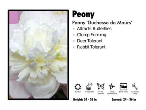 Peony - Duchesse de Nemours